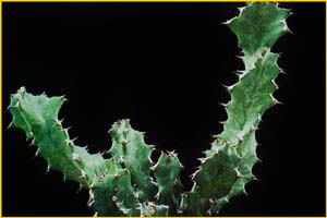 ( Euphorbia enormis )