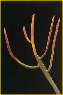    ( Euphorbia enterophora )
