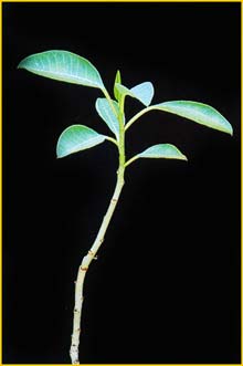   ( Euphorbia espinosa )