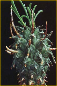   ( Euphorbia fasciculata )