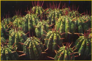   ( Euphorbia ferox )