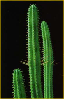   ( Euphorbia fimbriata )