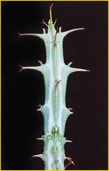   ( Euphorbia fluminis )