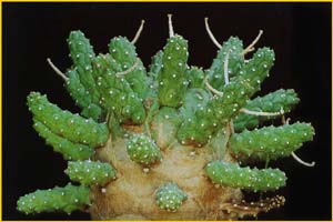   ( Euphorbia fortuita )