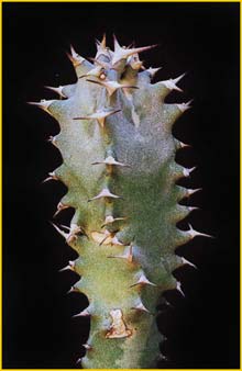   ( Euphorbia fractiflexa )