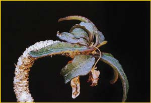   ( Euphorbia francoisii )