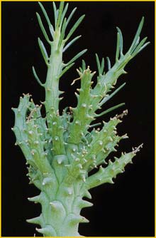    ( Euphorbia frederichiae )