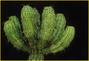   ( Euphorbia fruticosa )
