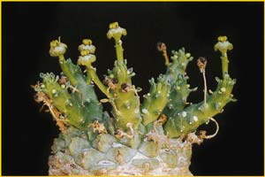   ( Euphorbia gorgonis )