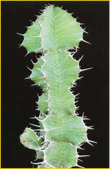   ( Euphorbia grandialata )