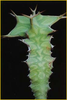   ( Euphorbia grandicornis / Euphorbia breviarticulata )
