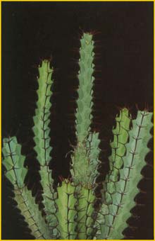   ( Euphorbia greenwayi )