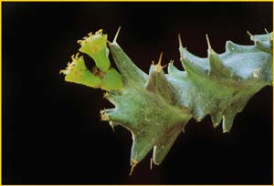   ( Euphorbia groenewaldii )