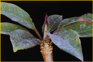   ( Euphorbia hadramautica )