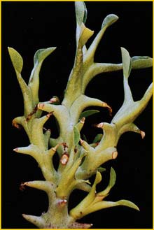   ( Euphorbia hamata )