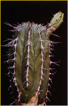   ( Euphorbia handiensis )