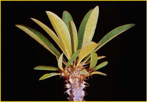  ( Euphorbia horombensis )