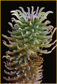   ( Euphorbia hypogaea )