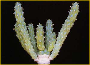   ( Euphorbia inermis var. huttonae )