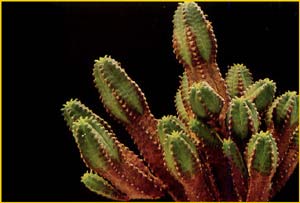  ( Euphorbia jansenvillensis )