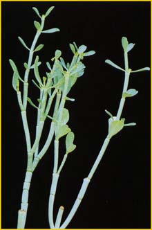   ( Euphorbia juttae )