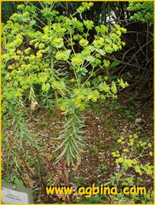   ( Euphorbia pinea )