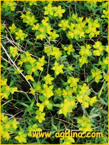   ( Euphorbia spinosa )