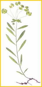   ( Euphorbia subtilis )