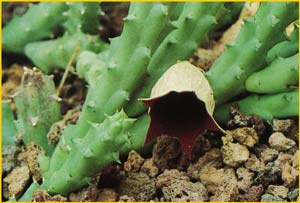    ( Huernia keniensis )