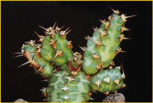   ( Euphorbia knobelii )