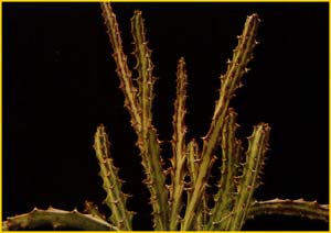   ( Euphorbia knuthii )