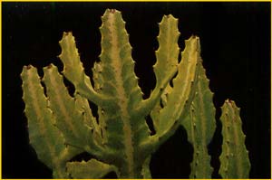   ( Euphorbia lactea )