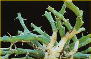  ( Euphorbia laikipiensis )