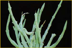   ( Euphorbia lavranii )