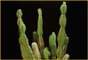  ( Euphorbia ledienii )