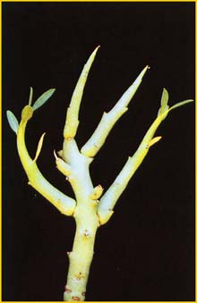     ( Euphorbia lignosa )