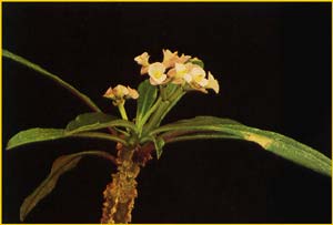   ( Euphorbia lophogona )