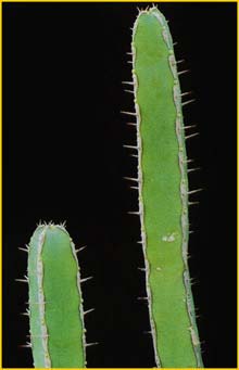   ( Euphorbia lyndenburgensis )
