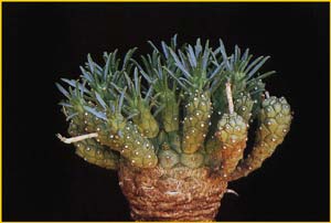   ( Euphorbia maleolensis )