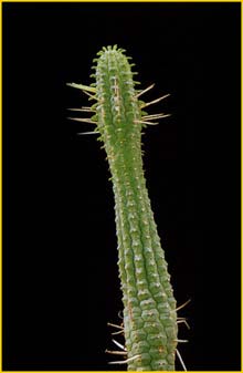    ( Euphorbia mammilaris )