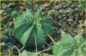   ( Euphorbia meloformis )