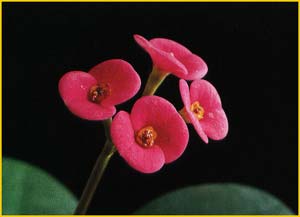   /  ( Euphorbia milii / splendens )