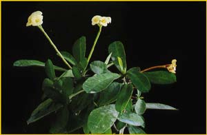   .  ( Euphorbia milii f. lutea )
