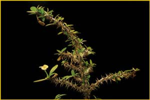   .  ( Euphorbia milii var. tananarivae )