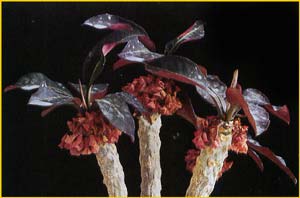   ( Euphorbia millottii )