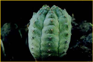   ( Euphorbia mosaica )