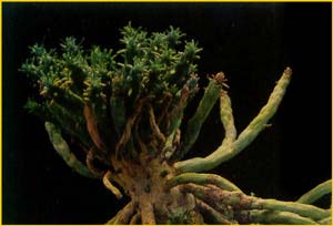   ( Euphorbia muirii )