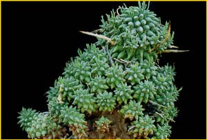   ( Euphorbia multiceps )