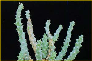   ( Euphorbia namuskluflensis )