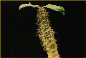   ( Euphorbia neohumbertii )